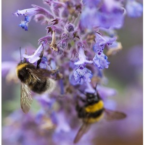 Blaue Katzenminze Nepeta x faassenii