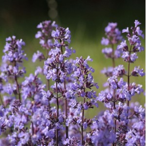Blaue Katzenminze Nepeta x faassenii