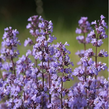 Nepeta x faassenii
