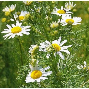 Anthemis arvensis