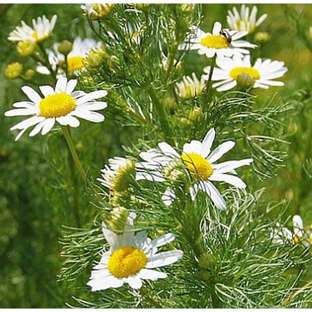 Anthemis arvensis