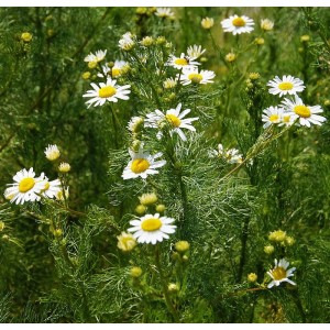 Anthemis arvensis