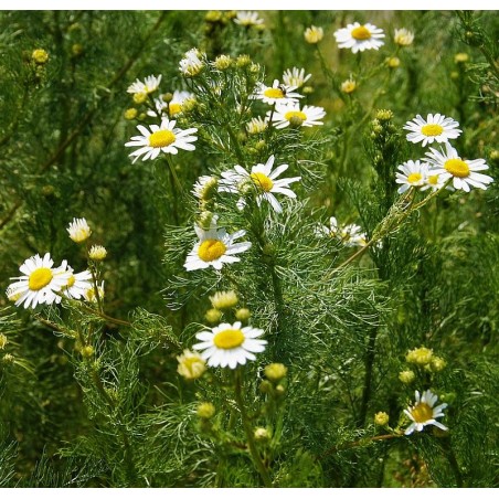 Anthemis arvensis