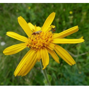 Arnica chamissonis ssp. foliosa
