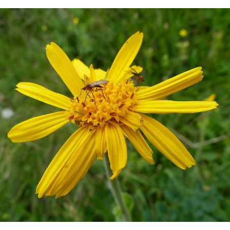 Arnica chamissonis ssp. foliosa