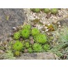 Dach-Hauswurz Sempervivum tectorum Heimische Wildstaude, Produktfoto