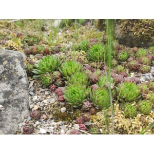 Sempervivum tectorum