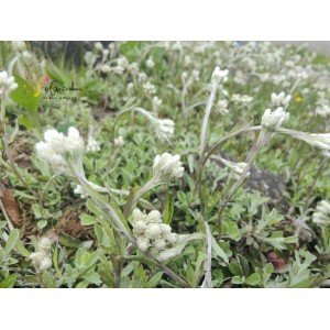 Gewöhnliches Katzenpfötchen Antennaria dioica