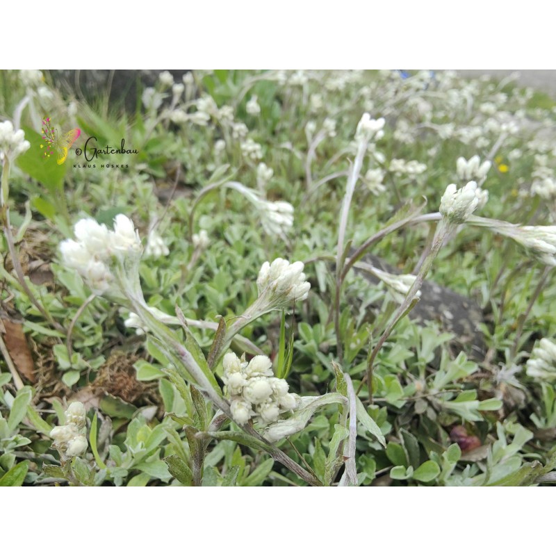 Gewöhnliches Katzenpfötchen Antennaria dioica