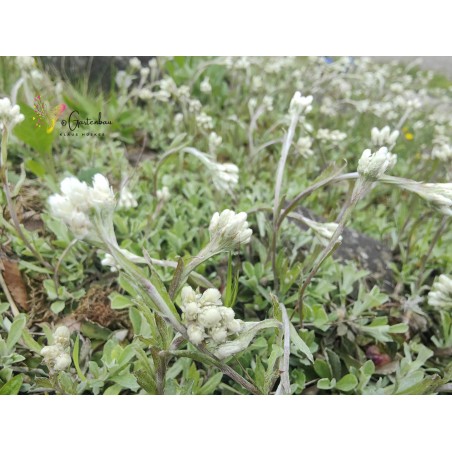Antennaria dioica
