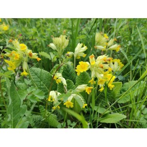 Wiesen-Schlüsselblume Wald-Schlüsselblume Primula veris
