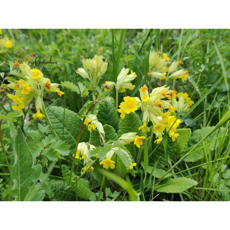 Primula veris