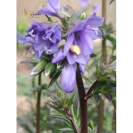 Blaue Himmelsleiter Jakobsleiter Polemonium caeruleum – Heimische Wildpflanze | Gärtnerei Hüskes