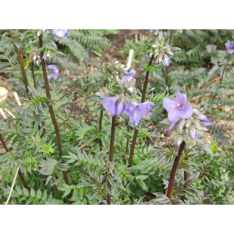 Blaue Himmelsleiter Jakobsleiter Polemonium caeruleum – Heimische Wildpflanze | Gärtnerei Hüskes