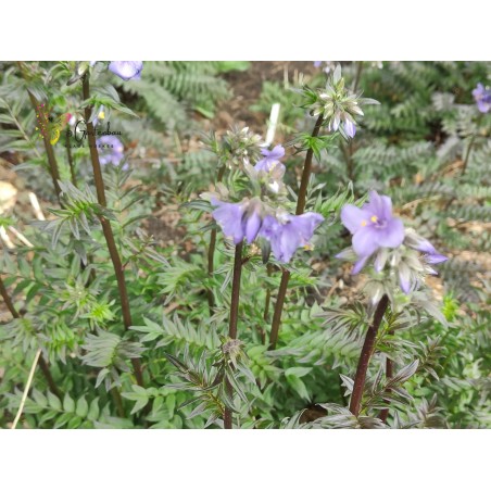 Blaue Himmelsleiter Jakobsleiter Polemonium caeruleum – Heimische Wildpflanze | Gärtnerei Hüskes