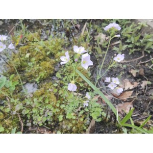 Wiesenschaumkraut Cardamine pratensis