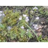Wiesenschaumkraut (Cardamine pratensis) – Wildstaude (Produktfoto)