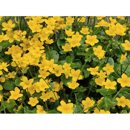 Sumpf-Dotterblume, Caltha palustris