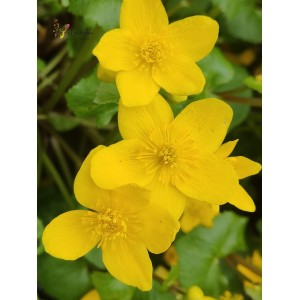 Caltha palustris