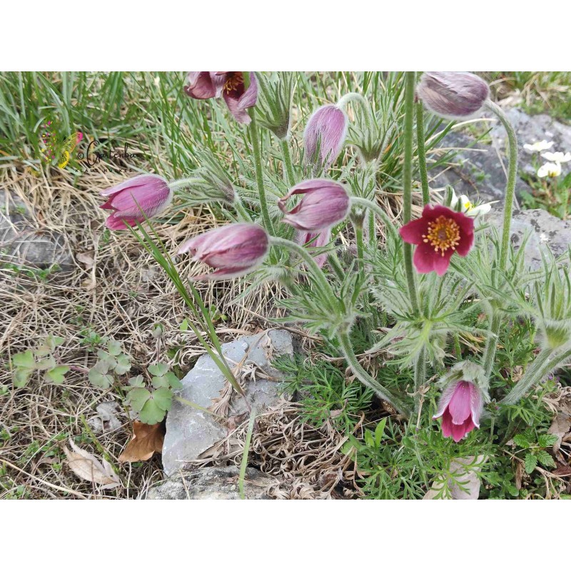 Pulsatilla vulgaris