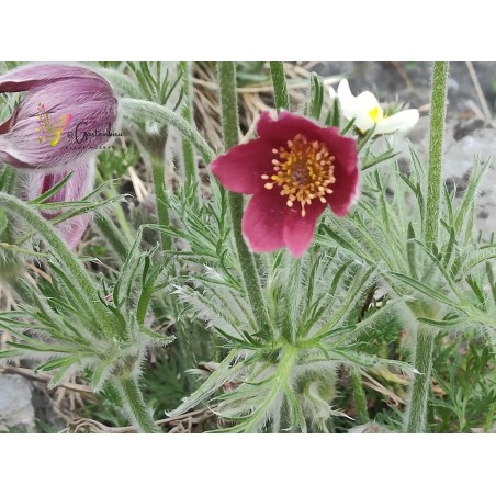 Gewöhnliche Küchenschelle Pulsatilla vulgaris