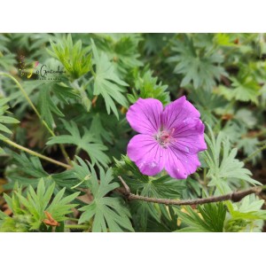 Blut-Storchschnabel Geranium sanguineum
