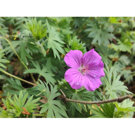Blut-Storchschnabel Geranium sanguineum