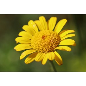 Färberkamille, Anthemis tinctoria