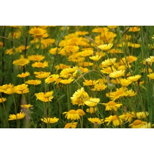 Färberkamille, Anthemis tinctoria