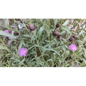 Schwarze Flockenblume, Centaurea nigra