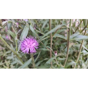 Schwarze Flockenblume, Centaurea nigra