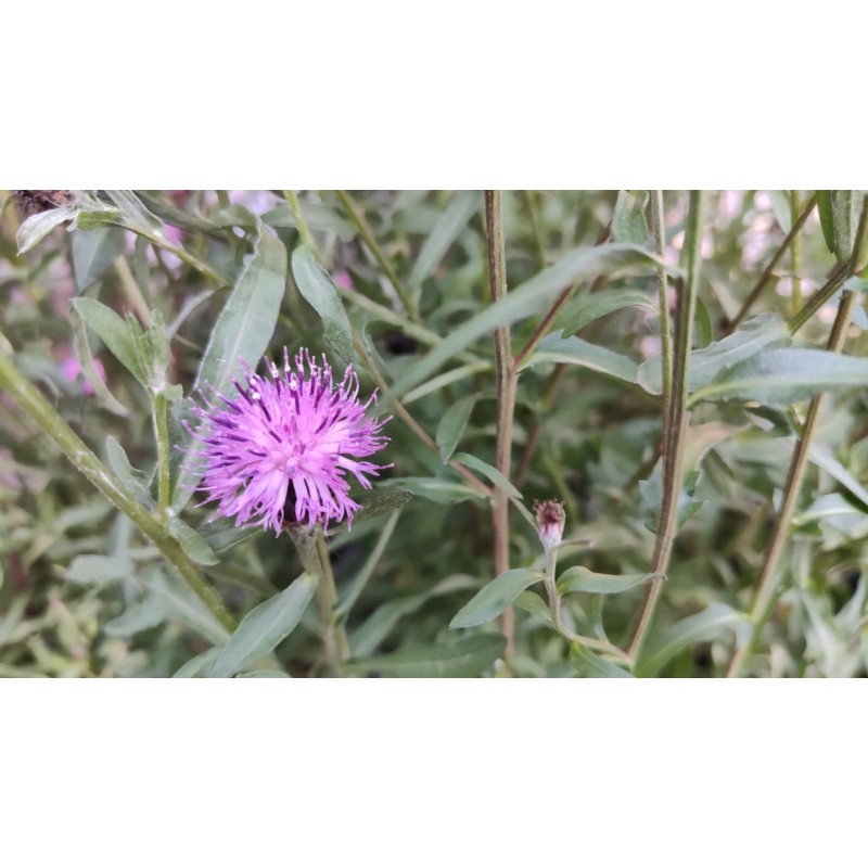 Schwarze Flockenblume, Centaurea nigra