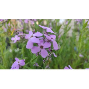 Nachtviole, Hesperis matronalis