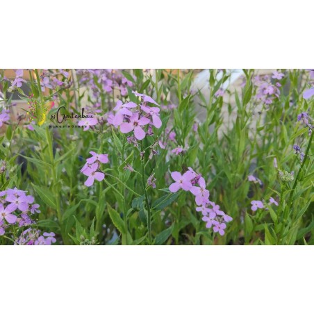 Hesperis matronalis