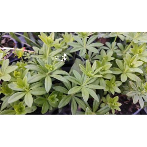 Waldmeister, Galium odoratum