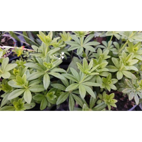 Waldmeister, Galium odoratum