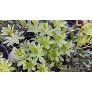 Waldmeister, Galium odoratum