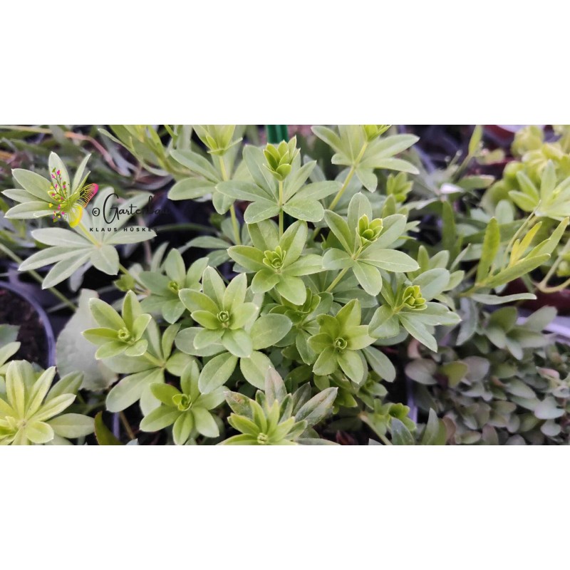 Waldmeister, Galium odoratum
