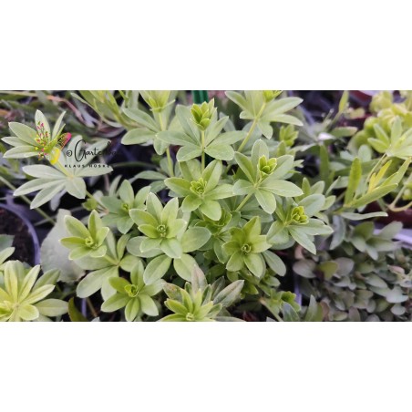 Waldmeister, Galium odoratum