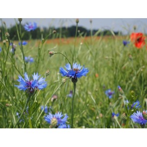 Kornblume, Centaurea cyanus