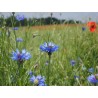 Kornblume, Centaurea cyanus - heimische Wildstaude ( Produktfoto)