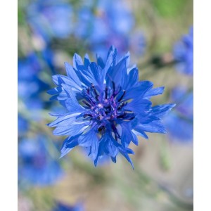 Kornblume, Centaurea cyanus