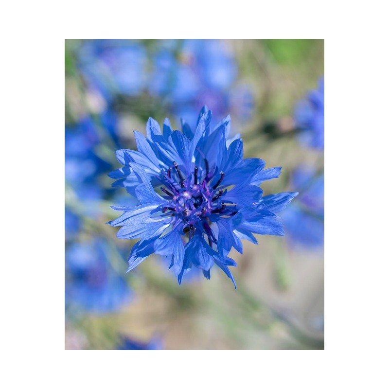 Kornblume (Centaurea cyanus): Einheimische Wildstauden kaufen
