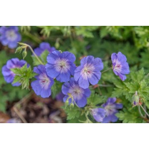 Wiesen-Storchschnabel, Geranium pratense