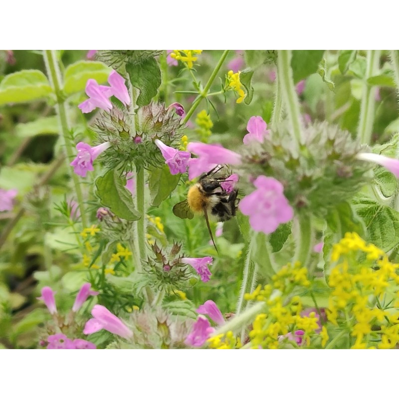 Clinopodium vulgare