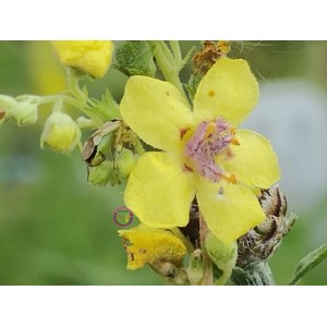 Schwarze Königskerze, Verbascum nigrum