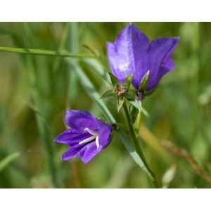 Pfirsichblättrige Glockenblume Campanula persicifolia