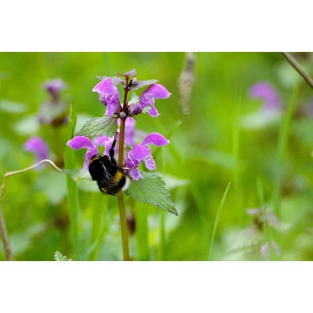 Nesselkönig, Lamium orvala