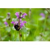 Nesselkönig, (Lamium orvala) – Wildstaude (Produktfoto)