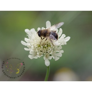 Gelbe Skabiose, Scabiosa ochroleuca